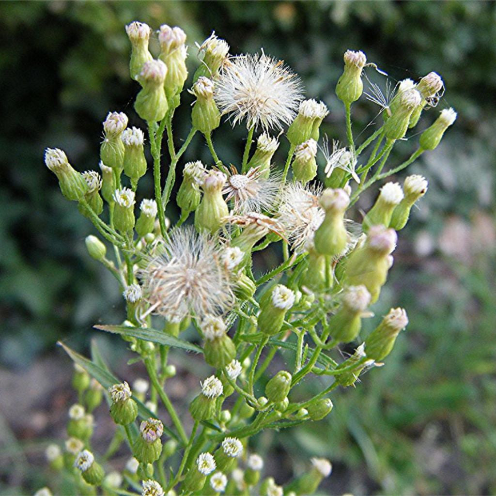 Canada Fleabane Seeds (Conyza canadensis)