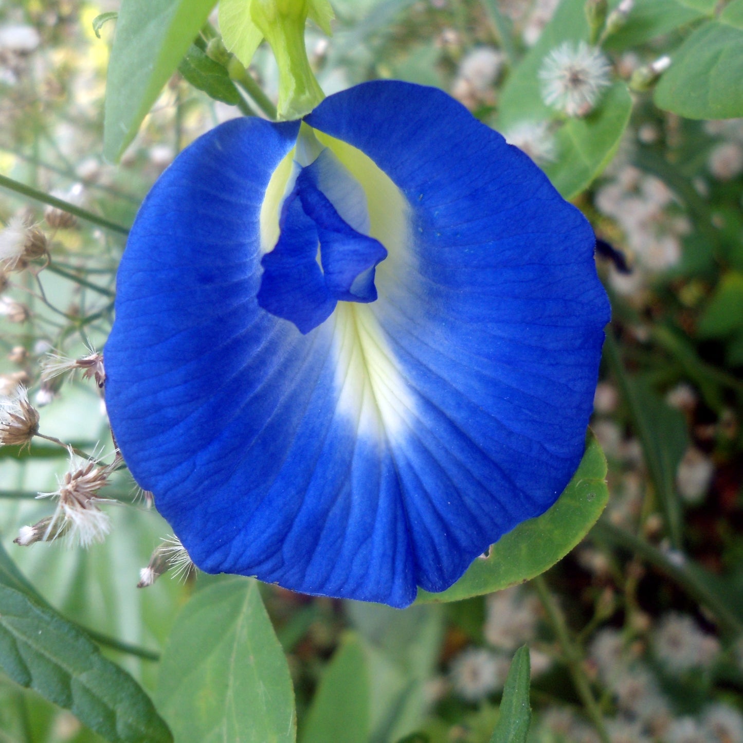 Blue Butterfly Pea Vine Seeds (Clitoria tematea)
