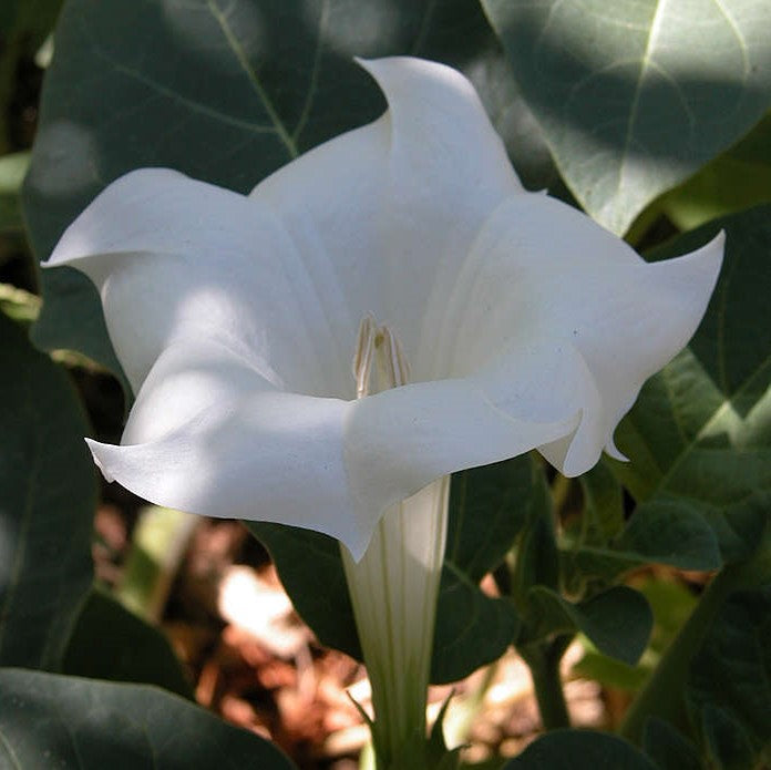 Angel's Trumpet Seeds (Datura inoxia)