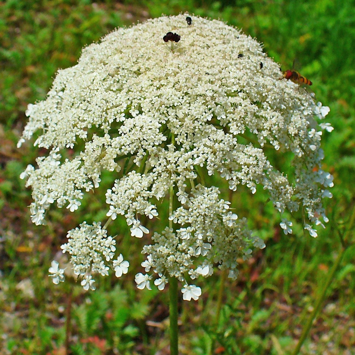 Bishop's Flower Seeds (Ammi majus)