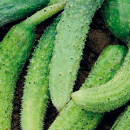 De Bourbonne Cucumber Seeds [PACKET ONLY]