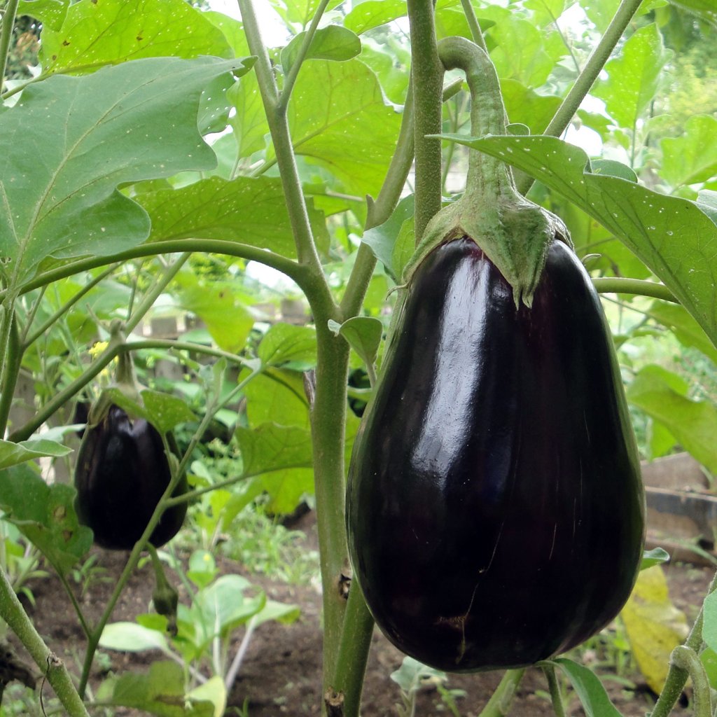 Black Beauty Eggplant  Seeds