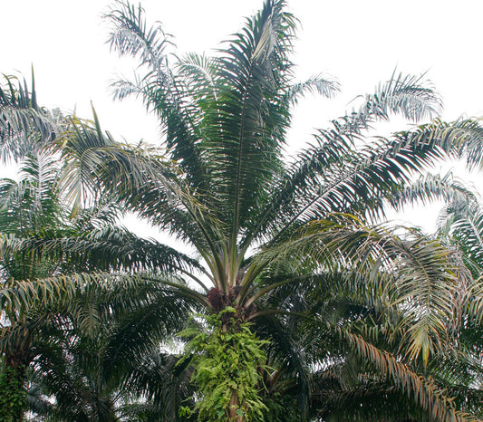 African Oil Palm Seeds (Elaeis guineensis) [PACKET  ONLY]