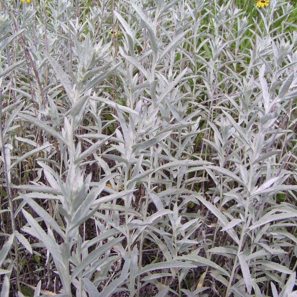 Prairie Wormwood Seeds (Artemisia ludoviciana) – Frozen Seed Capsules™