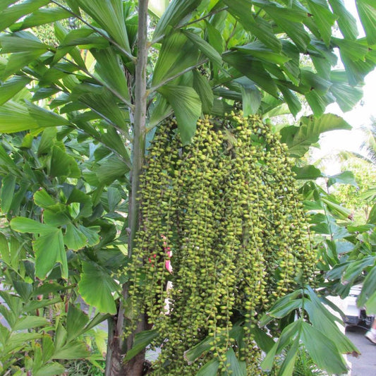 Fishtail Palm Seeds (Caryota mitis) [PACKET ONLY]