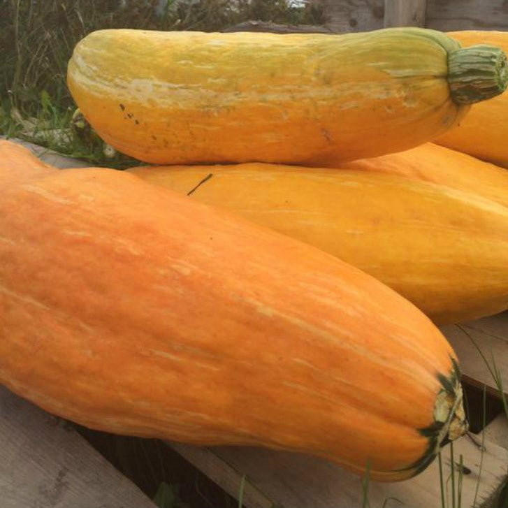 Gete Okosomin Squash Seeds [PACKET ONLY]