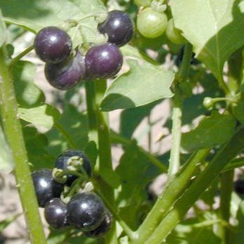 Chickiquelite Huckleberry Seeds
