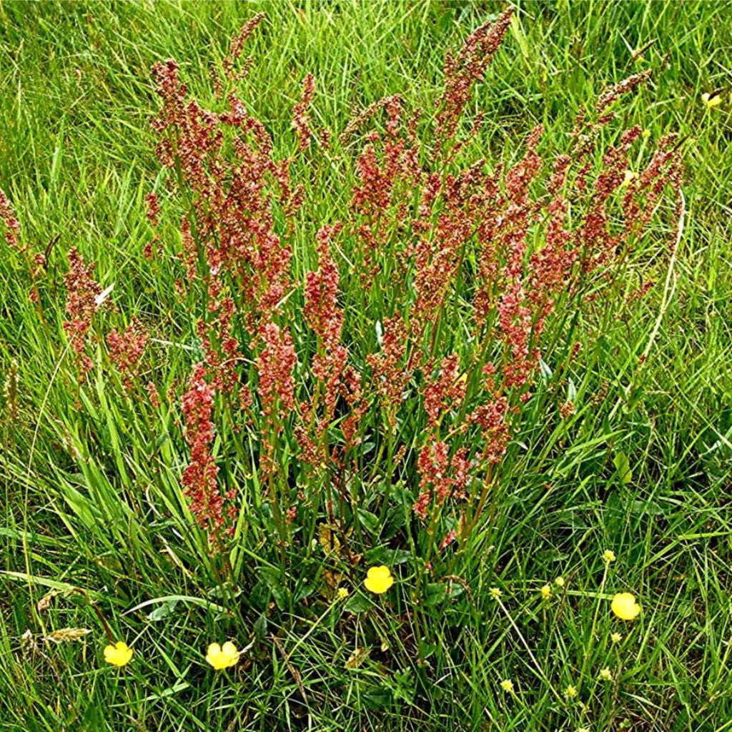 Garden Sorrel Seeds (Rumex acetosa)