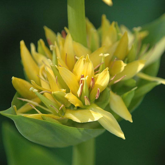 Yellow Gentian Seeds (Gentiana lutea)