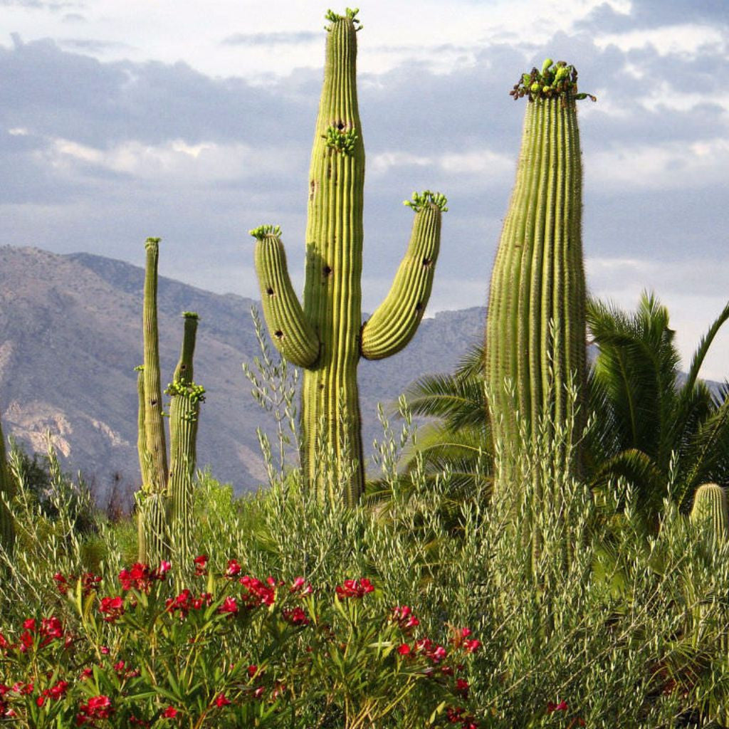 Giant Saguaro Cactus Seeds (Carnegia gigantea)