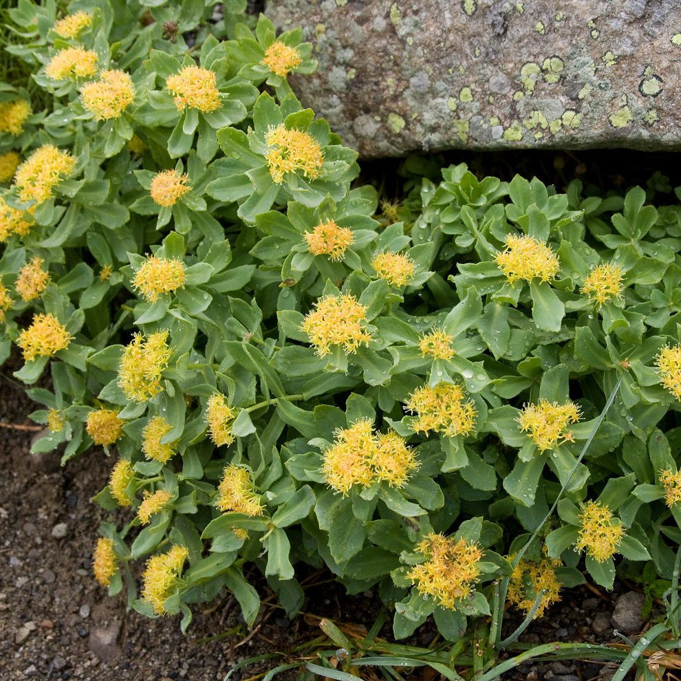 Common Roseroot Roseroot Seeds (Rhodiola rosea) – Frozen Seed Capsules™