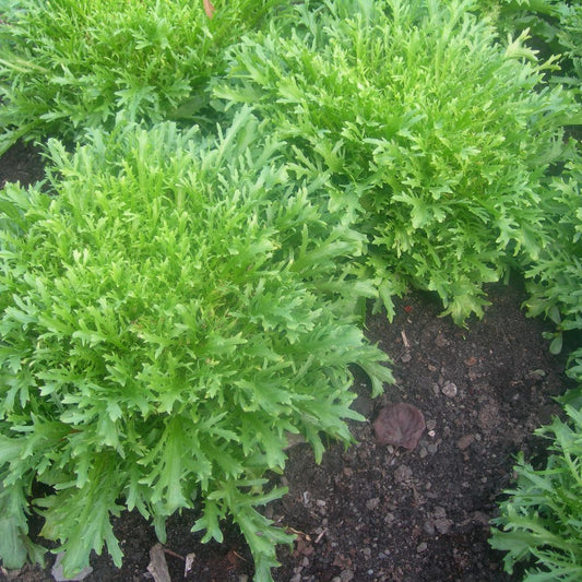 Golden Giant Escarole Seeds (Cichorium endiva) [DISCONTINUED]
