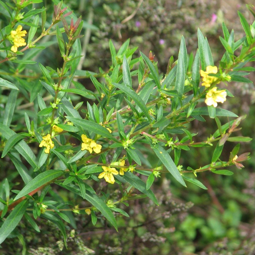 Heimia Seeds (Heimia salicifolia)