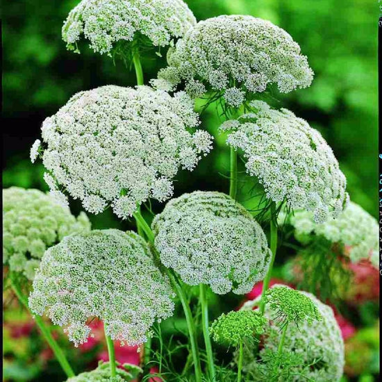 Honeyplant Khella Seeds (Ammi visnaga) – Frozen Seed Capsules™