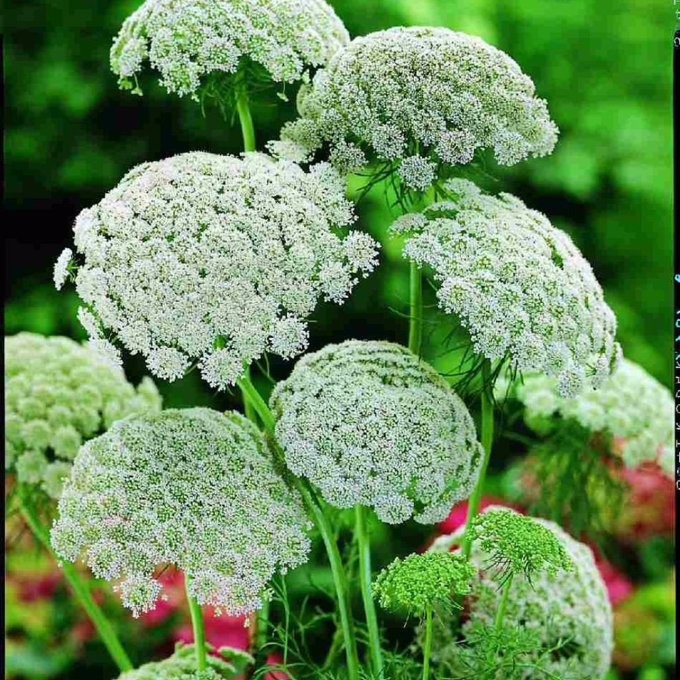 Honeyplant Khella Seeds (Ammi visnaga) – Frozen Seed Capsules™