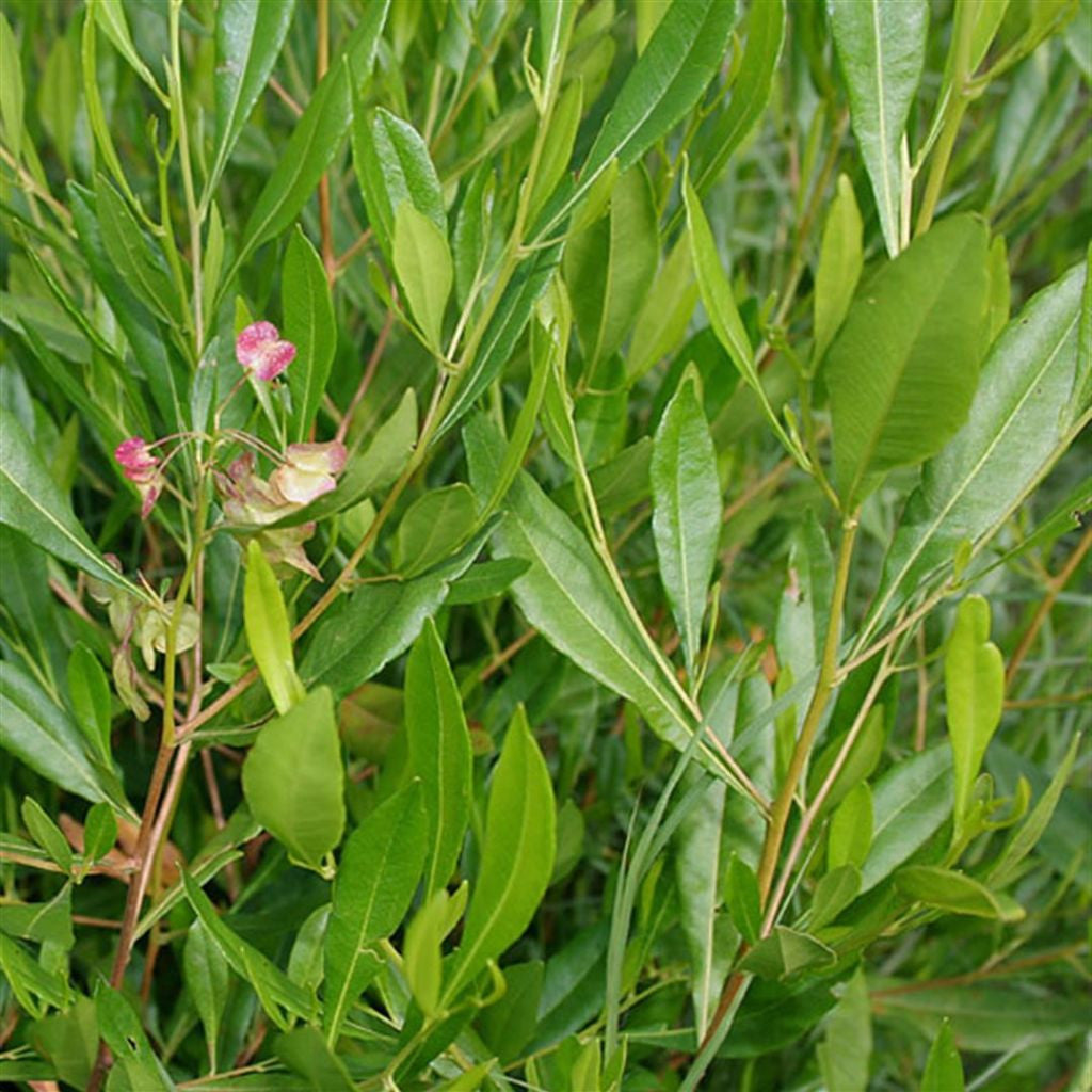 Hopbush Seeds (Dodonea viscosa)