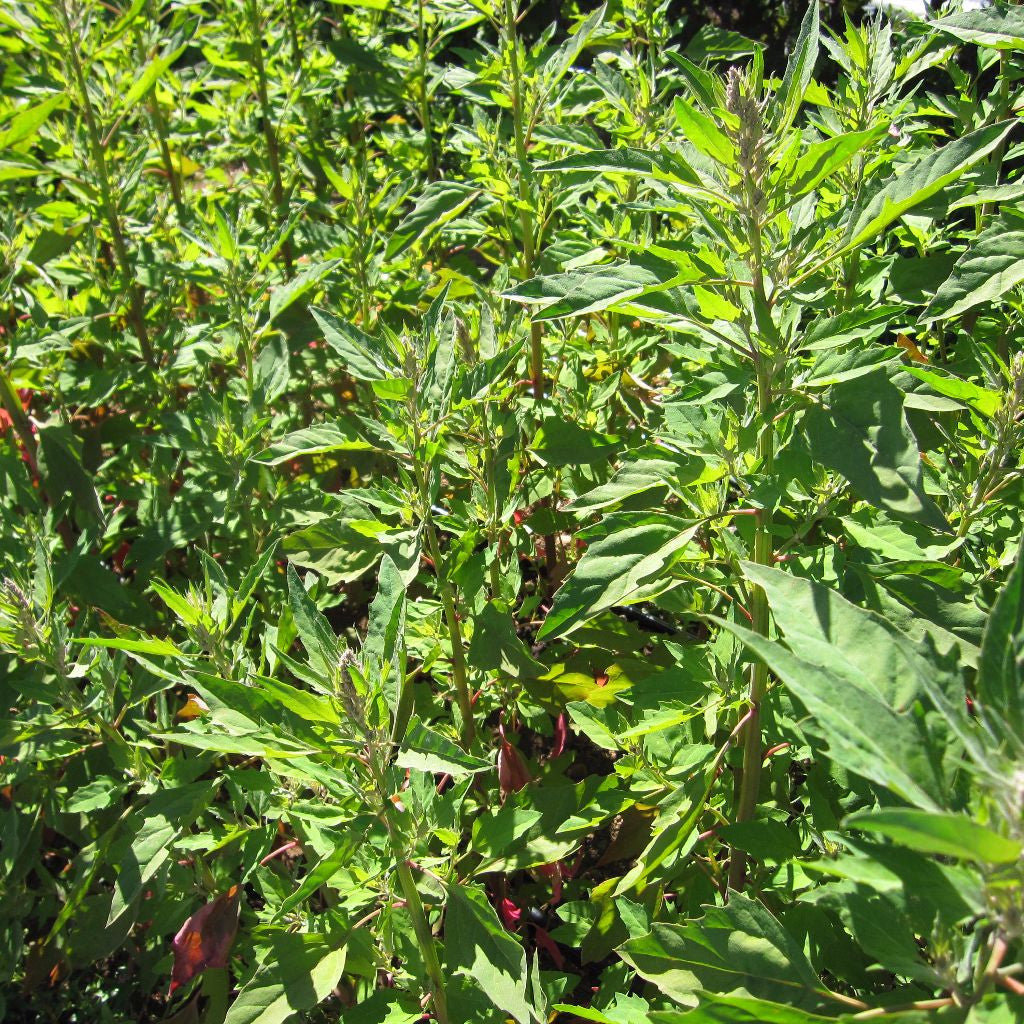 Huizontle Seeds (Chenopodium nuttaliae)
