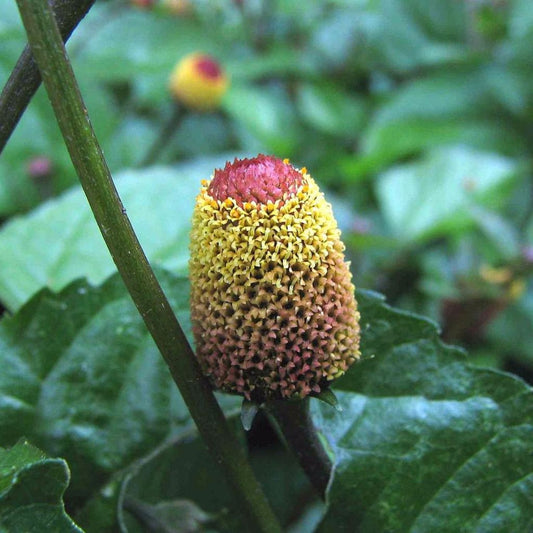 Indian Paracress; Yellow Toothache Plant Seeds (Spilanthes acmella)