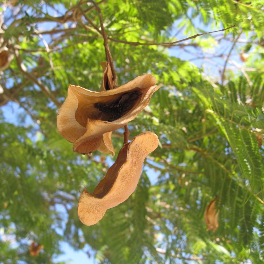 Jacaranda Seeds (Jacaranda mimosifolia)