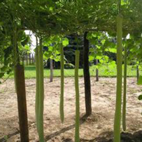 Kikinda Competition Strain Edible Gourd Seeds [PACKET ONLY]