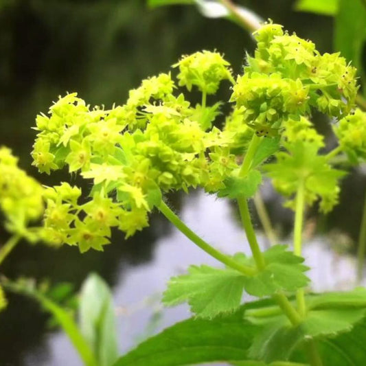 Lady's Mantle Seeds (Alchemilla vulgaris)