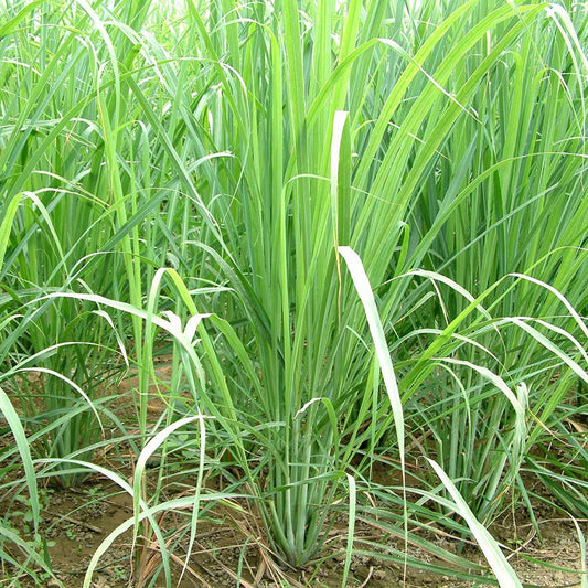 Lemongrass Seeds (Cymbopogon citratus) [PACKET ONLY]