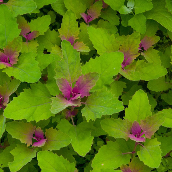 Magentaspreen Tree Spinach Seeds (Chenopodium giganteum) – Frozen Seed ...