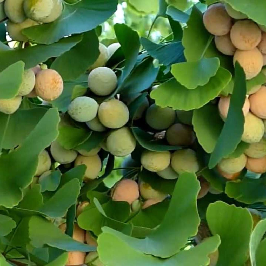 Ginkgo Tree Seeds (Ginkgo biloba) [PACKET ONLY]