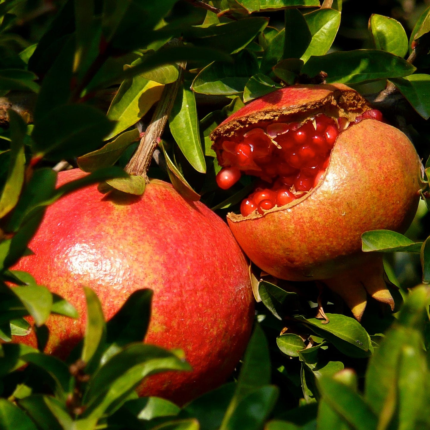 Pomegranate Tree Seeds (Punica granatum)