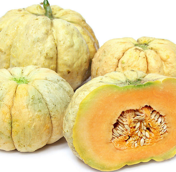 Prescott Fond Blanc Melon Seeds – 20 Seeds – Cantaloupe Type, Fragrant & Flavorful Heirloom – BmoreSpicy.com