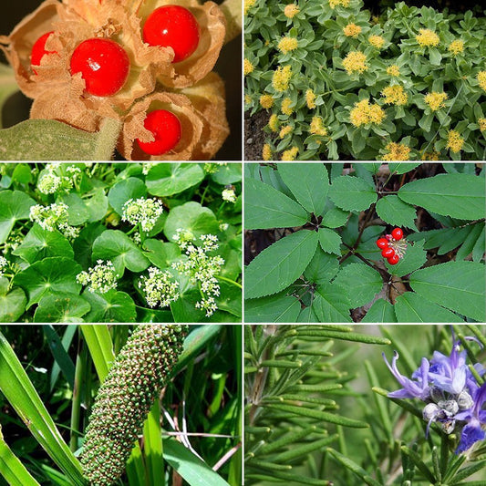 Memory Herb Garden Seed Collection - 6 Pack of Rare Medicinal Herbs for your Garden