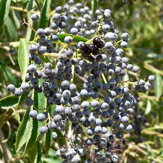Mexican Elderberry Seeds (Sambucus mexicana)