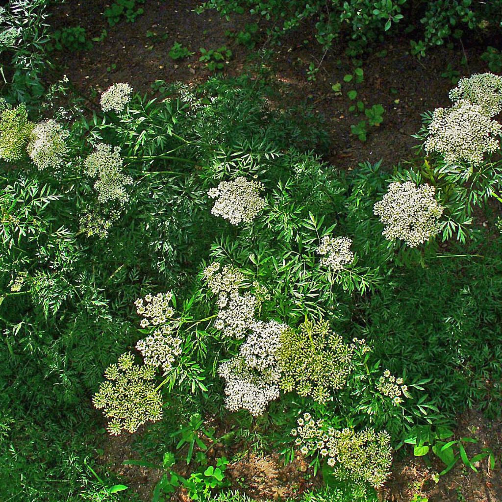 Monnier's Snowparsley Seeds (Cnidium monnieri)