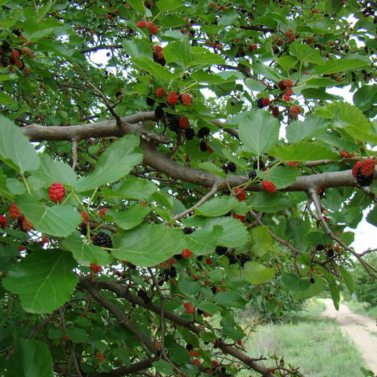 Black Mulberry Tree Seeds (Morus nigra)