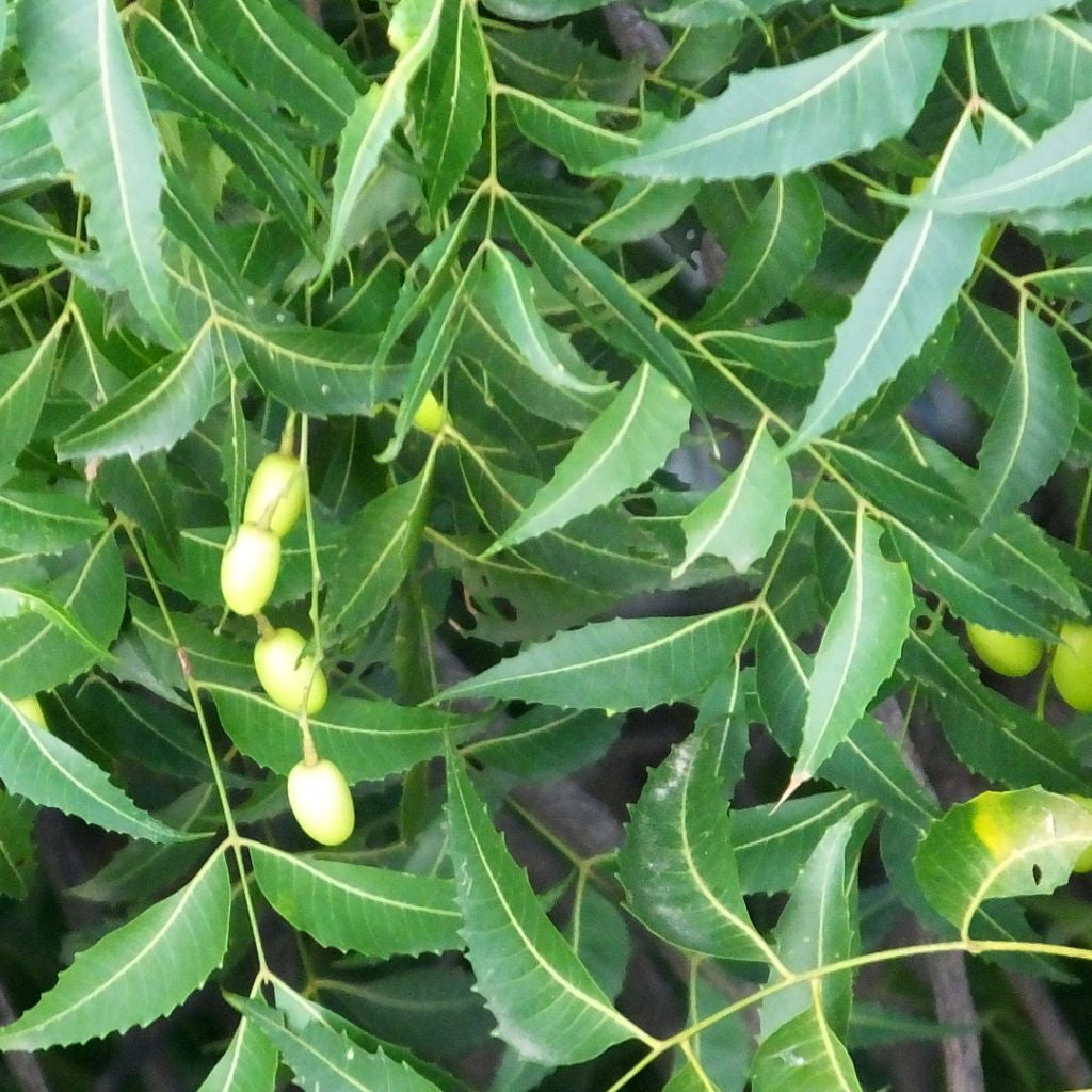 Neem Tree Seeds (Azadirachta indica)
