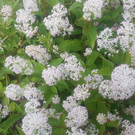 New Jersey Tea Seeds (Ceanothus americanus)