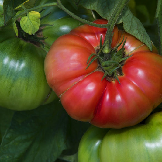 Pruden's Purple Tomato Seeds