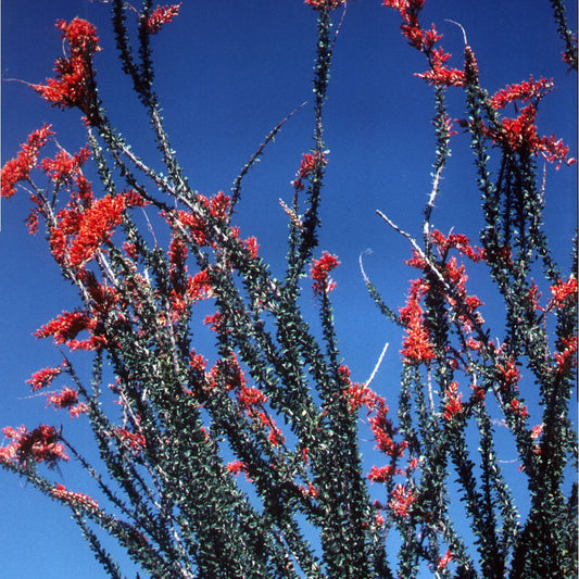 Ocotillo Seeds (Fouquieria splendens)