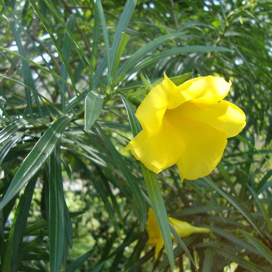 Yellow Oleander Seeds (Thevetia neriifolia) [PACKET ONLY]