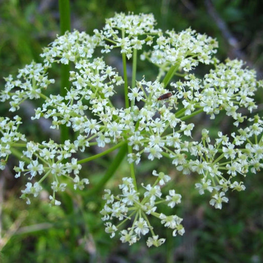 Osha Seeds (Ligusticum porteri)