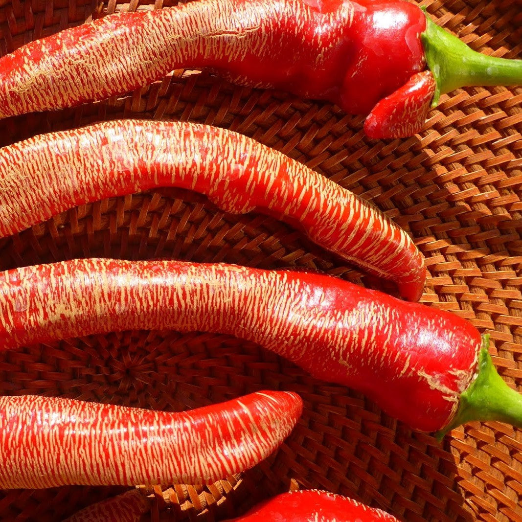 Rezha Macedonian Pepper Seeds