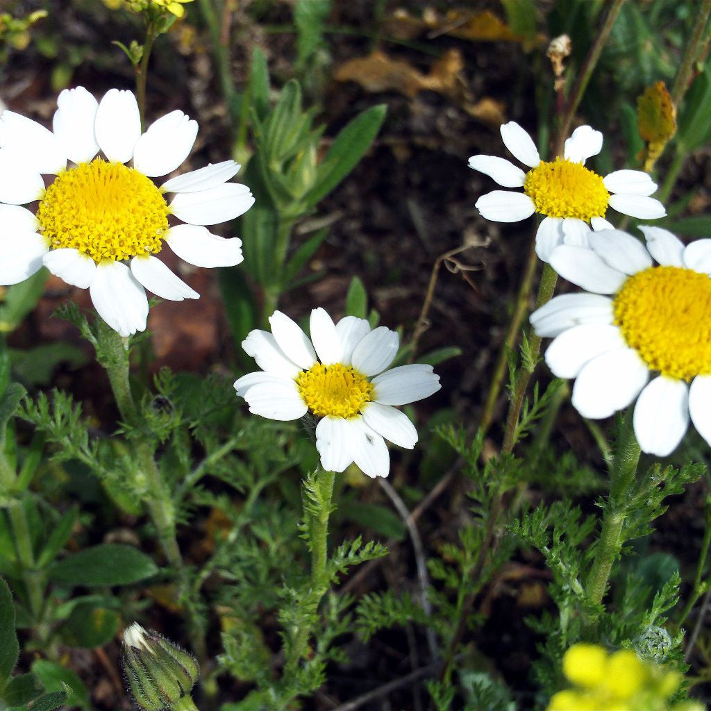 Pellitory Seeds (Anacyclus pyrethrum) – Frozen Seed Capsules™