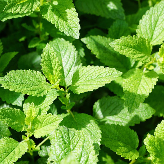 Peppermint Seeds (Mentha piperita)