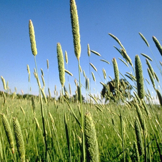 Phalaris Grass Seeds (Phalaris aquatica)