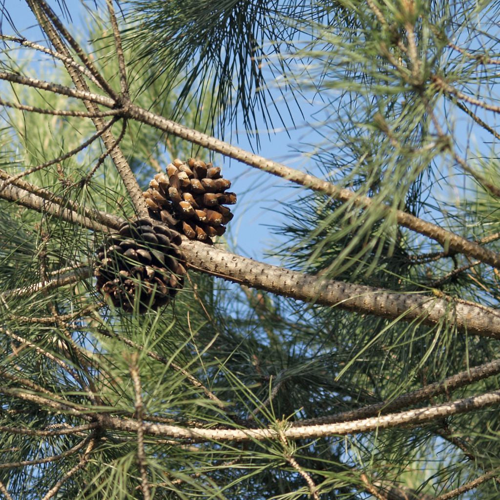 Pine Nut Tree Seeds (Pinus pinea) [PACKET ONLY]