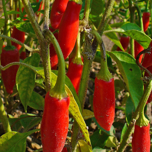 Pong Sri Thai Pepper Seeds (Capsicum frutescens)