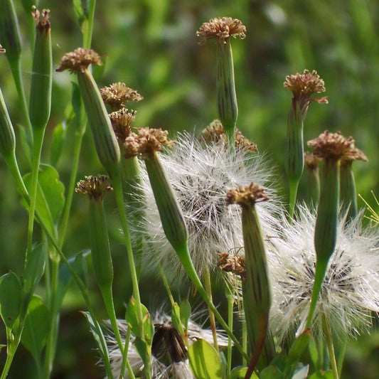Quilquina Seeds (Porophyllum ruderale) [PACKET ONLY]