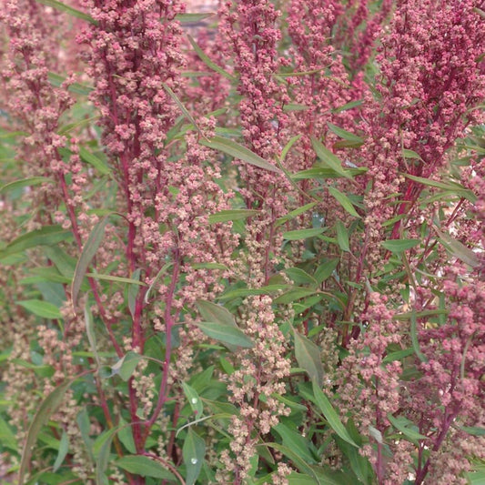 Red Aztec Spinach Seeds (Chenopodium berlandieri)