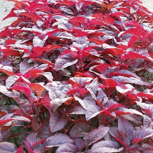 Red Spinach Amaranth Seeds (Amaranthus dubius)