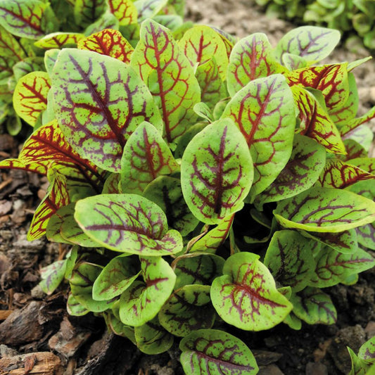 Red Veined Sorrel Seeds (Rumex acetosa)